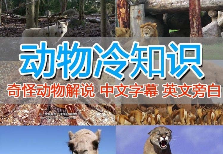 外面卖1699的国外纪录片解说（动物解说、美食、动画片）稳过中视频-三玖社区